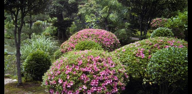 Complementary plants and hardscape elements shrubs for japanese gardens Complementary plants and hardscape elements shrubs for japanese gardens