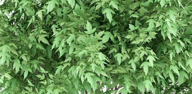 Considerations for urban gardening with small trees small trees for small gardens Considerations for urban gardening with small trees small trees for small gardens
