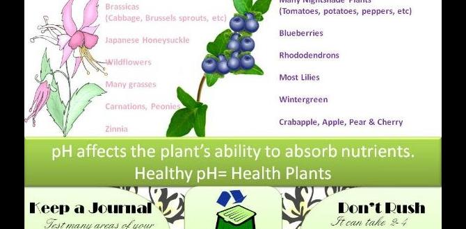 Controlling soil ph how to prepare soil for gardening Controlling soil ph how to prepare soil for gardening