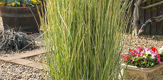 Cost considerations for ornamental rocks ornamental rocks for gardens Cost considerations for ornamental rocks ornamental rocks for gardens