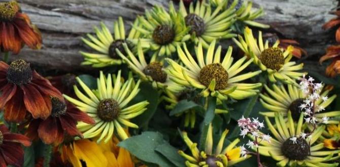 Costeffective perennial gardening ideas for perennial gardens Costeffective perennial gardening ideas for perennial gardens