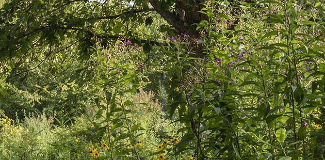 Creating a balanced microclimate shade for gardens Creating a balanced microclimate shade for gardens