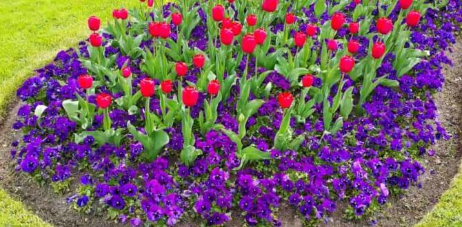 Creating a garden layout flower gardening tips for beginners Creating a garden layout flower gardening tips for beginners