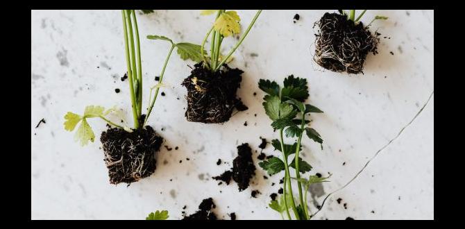 Creating a garden plan gardening ideas for beginners