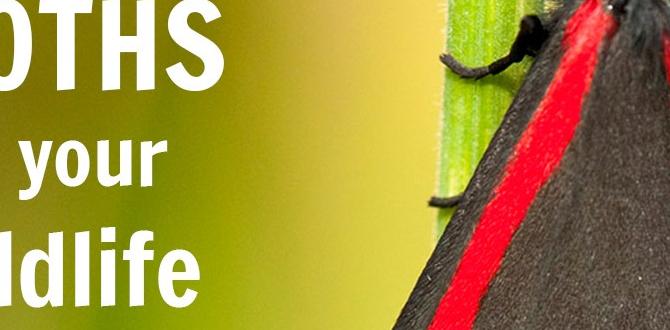 Creating a mothfriendly garden environment gardening for moths