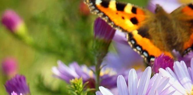 Creating a sustainable butterfly garden are butterflies good for gardens Creating a sustainable butterfly garden are butterflies good for gardens