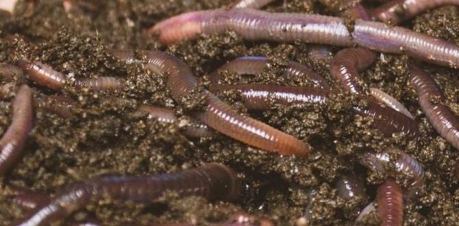 Creating a wormfriendly environment are worms good for vegetable gardens Creating a wormfriendly environment are worms good for vegetable gardens