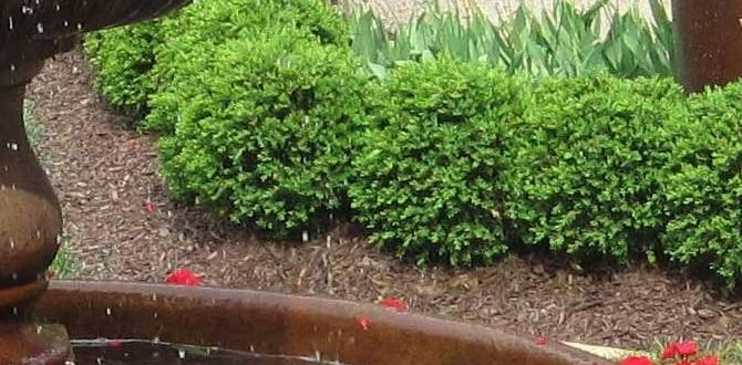 Creating focal points with small features ideas for small gardens Creating focal points with small features ideas for small gardens