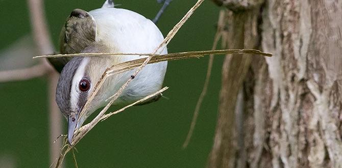 Creating safe nesting areas gardening for birds