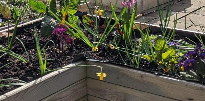 Designing accessible raised beds raised bed gardening for disabled Designing accessible raised beds raised bed gardening for disabled