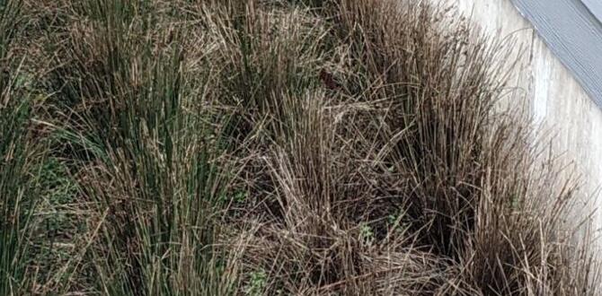 Designing an effective rain garden rain gardens for stormwater management Designing an effective rain garden rain gardens for stormwater management