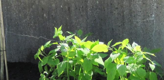 Designing your garden borders plant borders for gardens