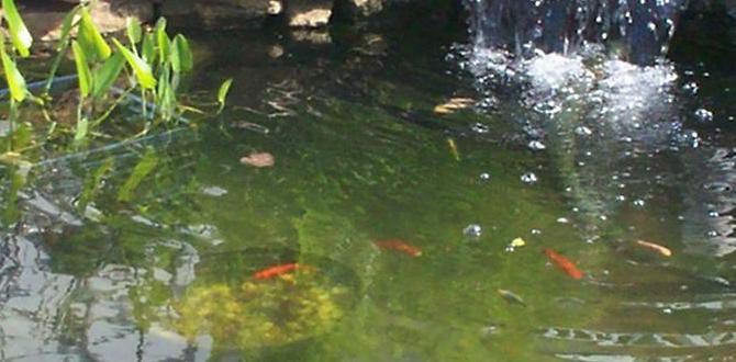 Designing your garden pond ponds for gardens Designing your garden pond ponds for gardens