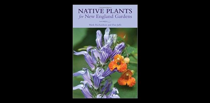 Designing your garden with native plants native plants for new england gardens Designing your garden with native plants native plants for new england gardens