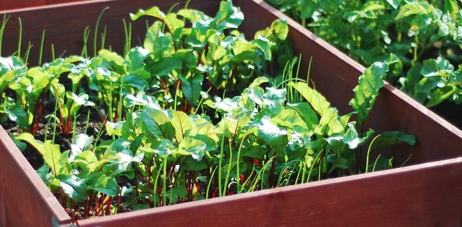 Determining the size and shape how to build a raised bed for gardening Determining the size and shape how to build a raised bed for gardening