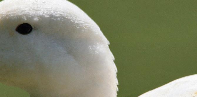 Duck breeds suited for gardening are ducks good for gardens Duck breeds suited for gardening are ducks good for gardens