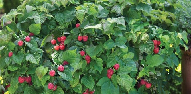 Edible garden concepts gardening ideas for home Edible garden concepts gardening ideas for home