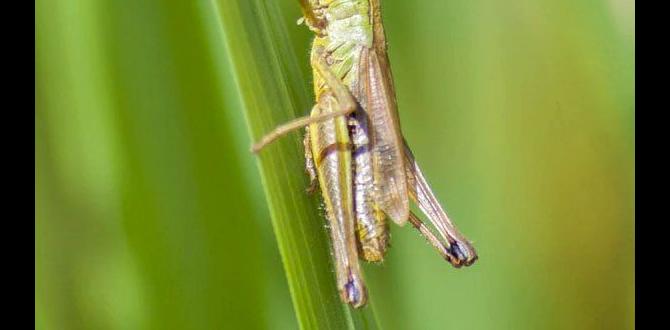 Effective control methods for grasshoppers are grasshoppers bad for gardens