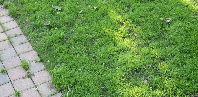 Effective fertilization strategies tips for gardening