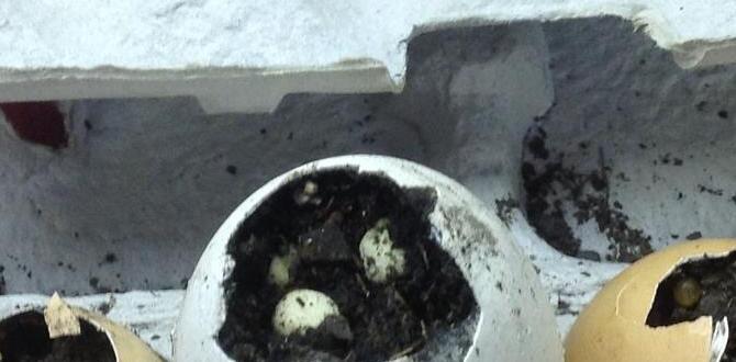 Eggshells in container gardening eggshells for gardening Eggshells in container gardening eggshells for gardening