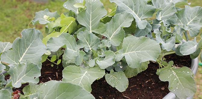 Eligibility criteria for garden grants grants for gardens Eligibility criteria for garden grants grants for gardens