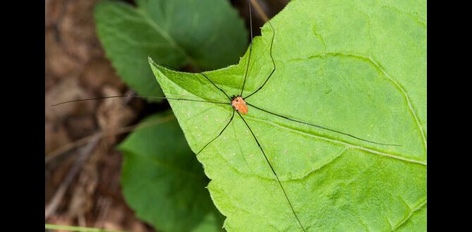 Encouraging daddy long legs in your garden are daddy long legs good for gardens Encouraging daddy long legs in your garden are daddy long legs good for gardens