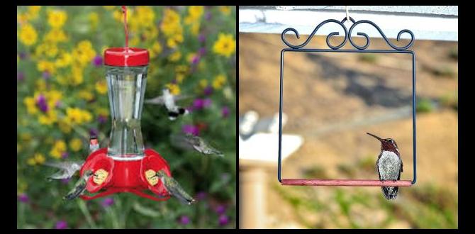 Engaging educational activities for children are hummingbirds good for gardens Engaging educational activities for children are hummingbirds good for gardens