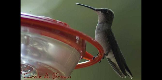 Engaging with hummingbirds: observation and photography tips gardening for hummingbirds Engaging with hummingbirds: observation and photography tips gardening for hummingbirds