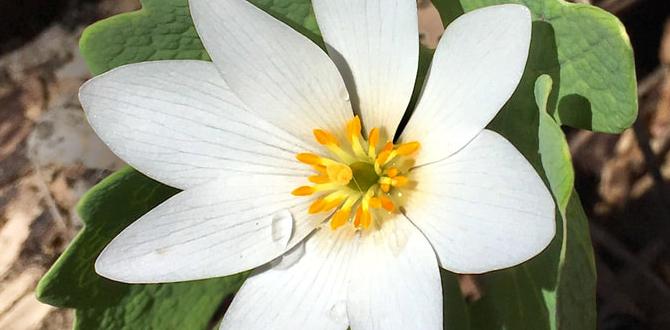 Enhancing biodiversity benefits of gardening for the environment Enhancing biodiversity benefits of gardening for the environment