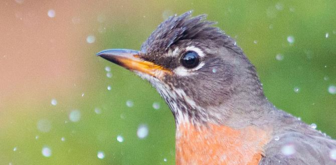 Enhancing bird bath appeal small bird baths for gardens Enhancing bird bath appeal small bird baths for gardens