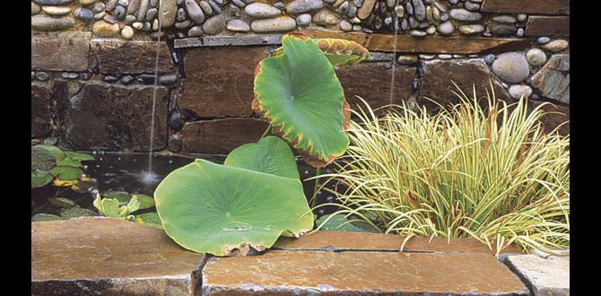 Environmental benefits of using stones ideas for gardens with stones Environmental benefits of using stones ideas for gardens with stones