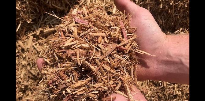 Environmental considerations is cedar mulch good for gardens Environmental considerations is cedar mulch good for gardens