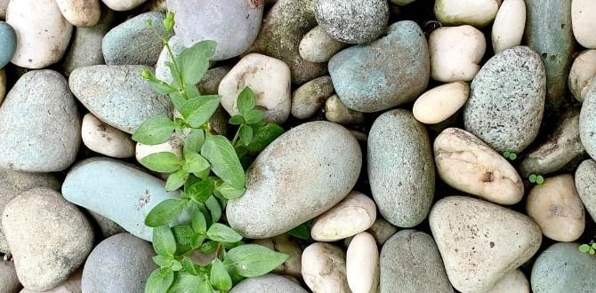 Environmental considerations when choosing stones stone for gardening Environmental considerations when choosing stones stone for gardening