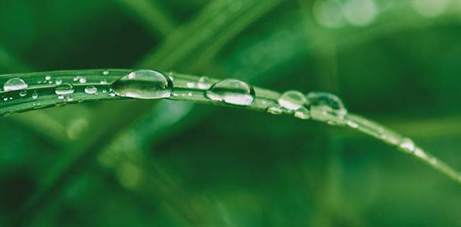 Environmental impact of bug killers bug killer for gardens Environmental impact of bug killers bug killer for gardens