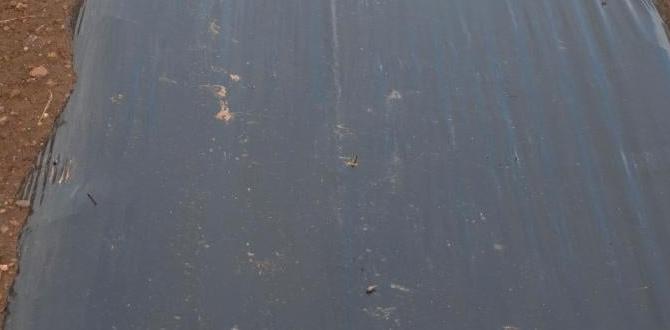 Environmental impact of using black sheets black sheet for gardening Environmental impact of using black sheets black sheet for gardening