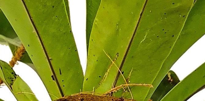Environmental impact of using coconut husk coconut husk for gardening Environmental impact of using coconut husk coconut husk for gardening