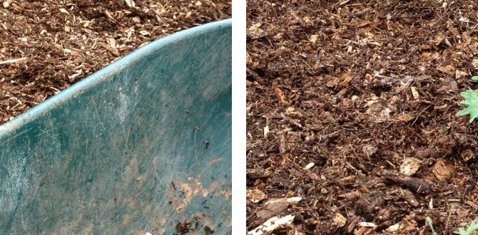 Expert opinions and research findings is colored mulch safe for vegetable gardens Expert opinions and research findings is colored mulch safe for vegetable gardens