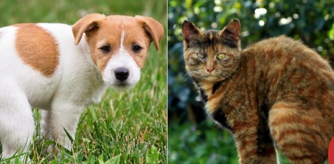 Expert opinions and research findings is dog poop good for gardens Expert opinions and research findings is dog poop good for gardens