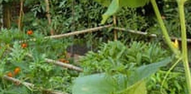 Expert opinions and research findings is dyed mulch safe for vegetable gardens