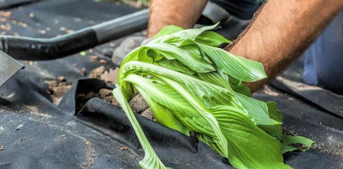 Expert tips and tricks weed barrier for gardens Expert tips and tricks weed barrier for gardens