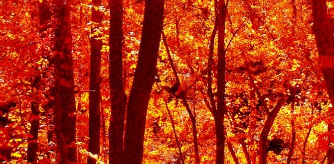 Fall foliage best time to visit meijer gardens Fall foliage best time to visit meijer gardens