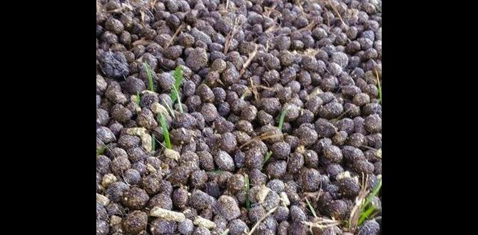 Faqs about rabbit manure in gardening is rabbit manure good for gardens