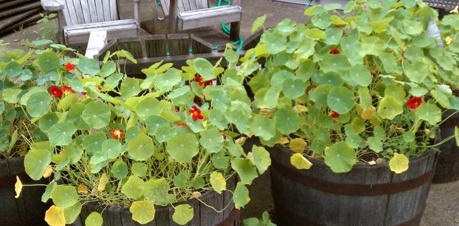 Faqs about using whiskey barrels in gardening whiskey barrels for gardening Faqs about using whiskey barrels in gardening whiskey barrels for gardening