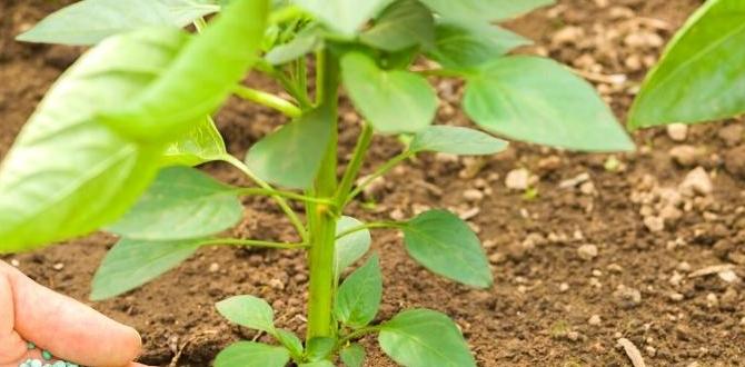 Fertilization for optimal growth gardening tips for peppers Fertilization for optimal growth gardening tips for peppers