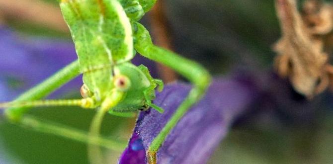 Frequently asked questions about grasshoppers in gardens are grasshoppers bad for gardens