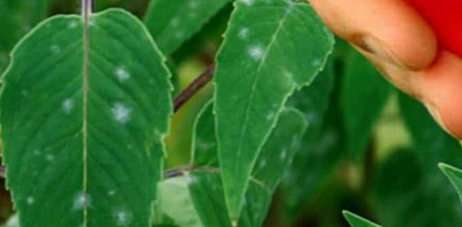 Frequently asked questions about hydrogen peroxide in gardening hydrogen peroxide for gardening