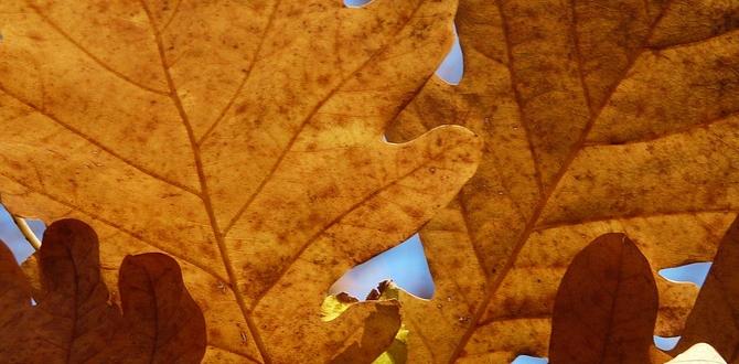 Frequently asked questions about oak leaves are oak leaves good for vegetable gardens Frequently asked questions about oak leaves are oak leaves good for vegetable gardens
