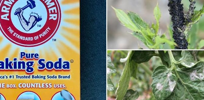 Frequently asked questions faqs baking soda for gardens Frequently asked questions faqs baking soda for gardens