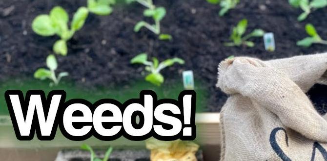 Getting started with no dig gardening no dig gardening for beginners Getting started with no dig gardening no dig gardening for beginners
