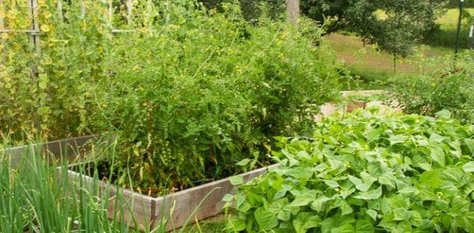 Growing techniques for optimal veggie production veggies for gardens Growing techniques for optimal veggie production veggies for gardens